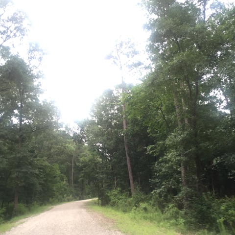 tree lined street