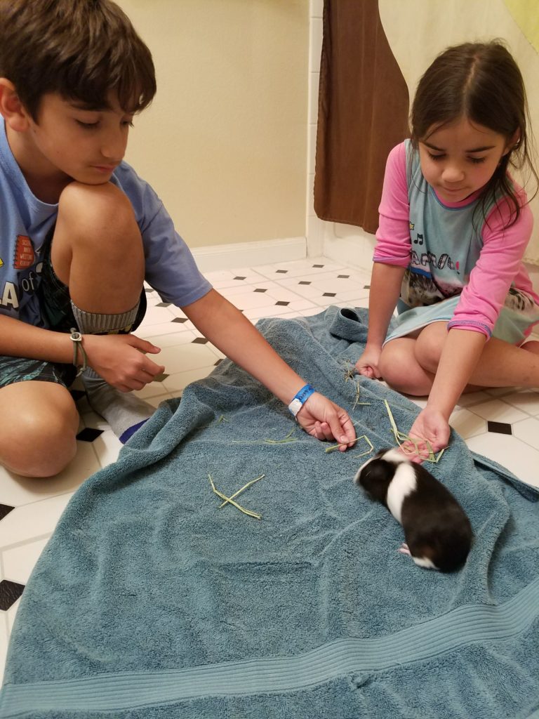 The kids and the guinea pig