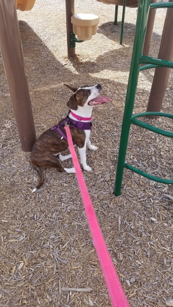 Our puppy Ella at the Park!