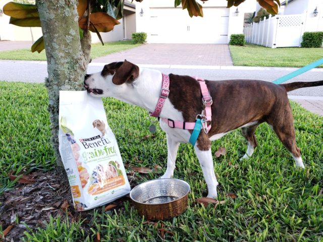 Purina Beneful Ella trying to to open the bag